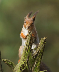 Squirrel on branch of pine tree 