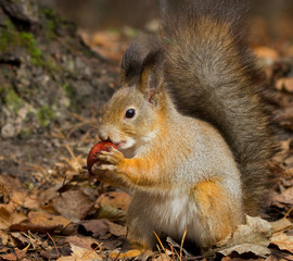 Naklejka na ściany i meble Squirrel with a chestnut 