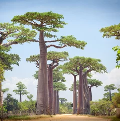 Papier Peint photo Lavable Baobab Baobabs