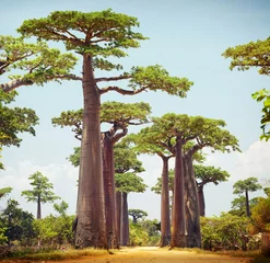 Fotobehang Baobab Baobabs