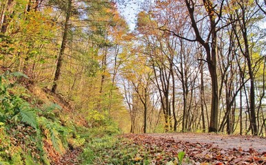 Herbstlicher Wald