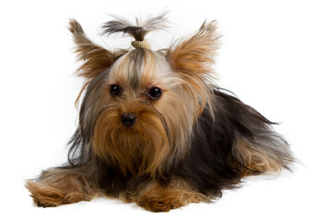 Yorkshire terrier