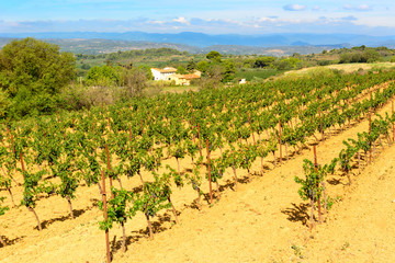 Fototapeta na wymiar Languedoc Roussillon vineyards around Beziers Herault France