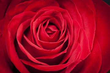 Red Rose