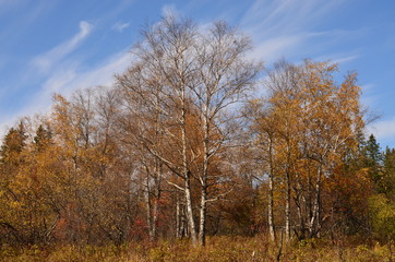 Опали листья