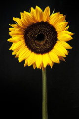 yellow Sunflower