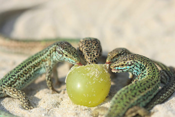 Erfrischung am Strand