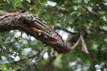 Under big green tree. Nature composition.