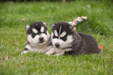 Fototapeta premium Husky Geschwister