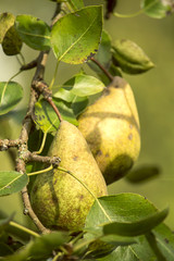Yellow pears
