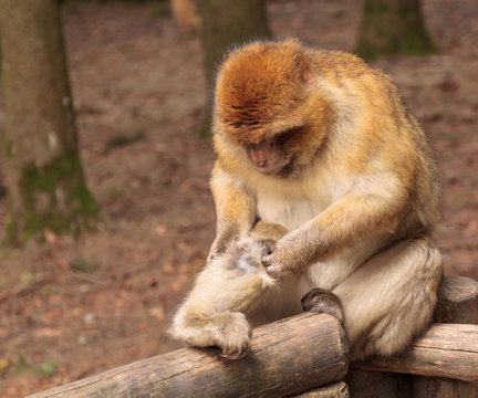 Berberaffen laust   sein Bein