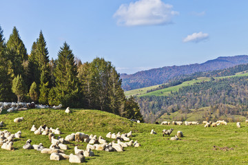 Fototapeta na wymiar Herd of sheep grazing on lush mountain meadow