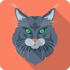 Cat Maine Coon (American Longhair) icon flat design