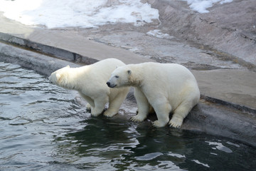 Fototapeta na wymiar polar bears