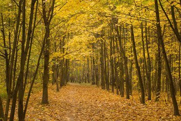 Fototapeta premium forest in autumn