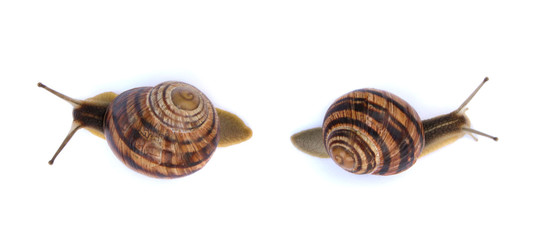 snails bred
