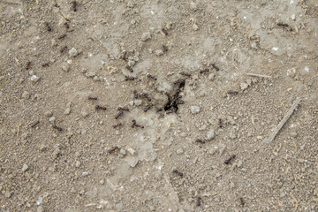 Ants