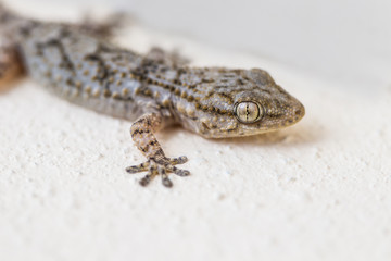 Gecko on a wall in Spain