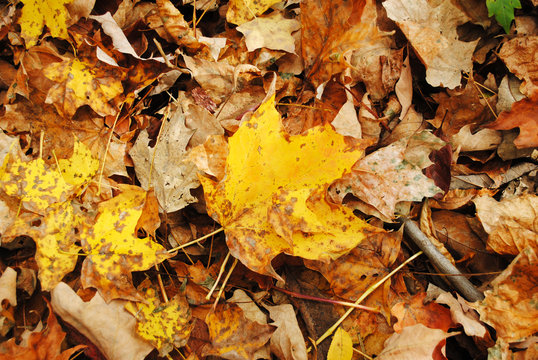 Close Up of Crispy Fall Leaves in the Country