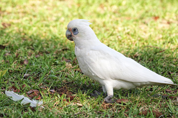 Nacktaugenkakadu (Cacatua sanguinea)