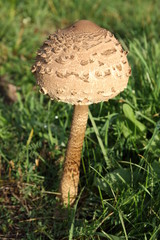 Young macrolepiota on field
