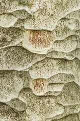 Zelkova tree bark detail