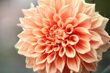 Close-up of pnk flower in autumn