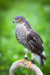 Eurasian sparrowhawk