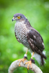 Eurasian sparrowhawk