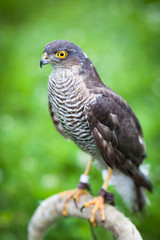 Eurasian sparrowhawk