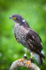 Eurasian sparrowhawk