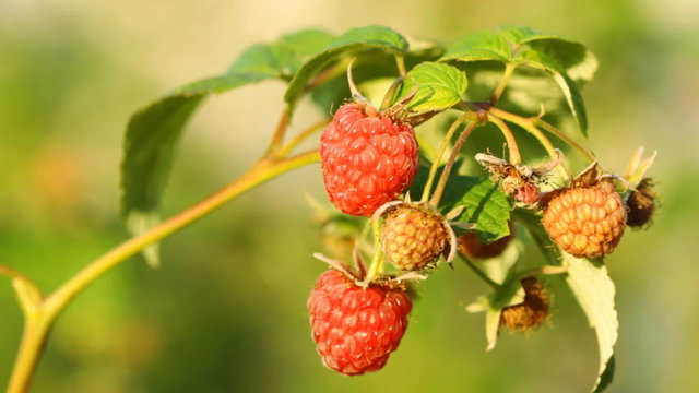 Red raspberry on the branch
