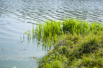 Камыши на озере