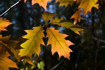 Fototapeta premium Желтые листья