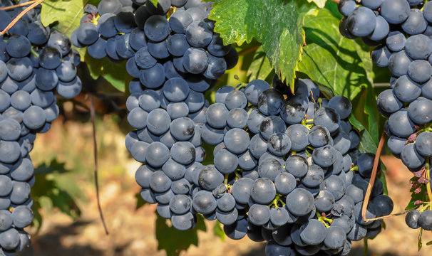 vendanges raisin noir