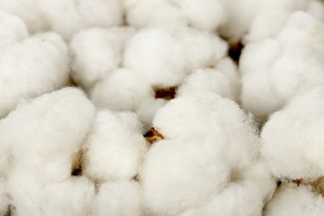 cotton macro