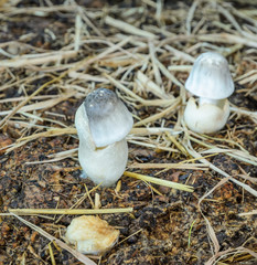 Straw mushrooms cultivated on rice straw beds