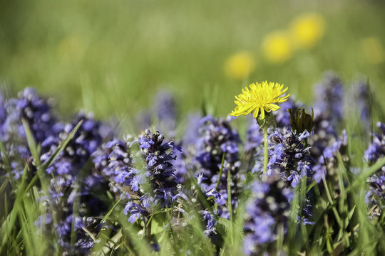 fiori fiola in montagna