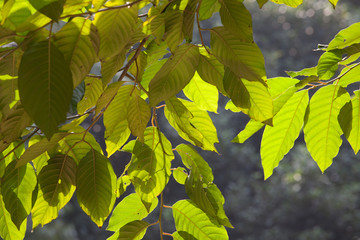 Park in Jiangyin