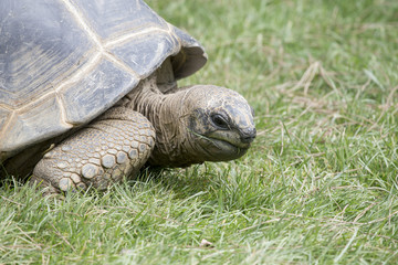 Tartaruga