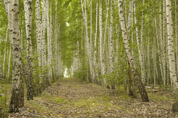 birch grove in summer day