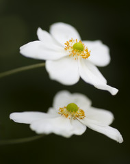 Ornamental white flowers