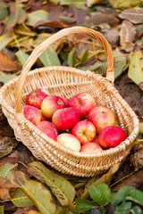 apples in basket
