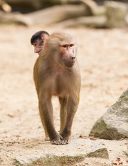 Adult hamadryas baboon with baby