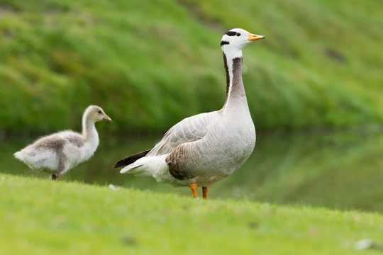 Bar-headed goose with young Chick
