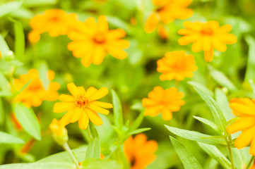 colorful flower in blur.