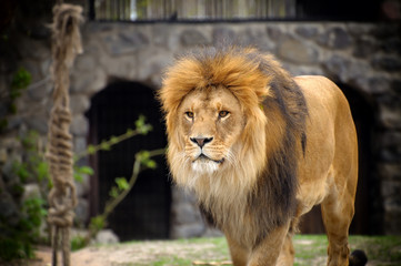 Fototapeta na wymiar Lion.