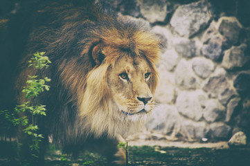 Lion.