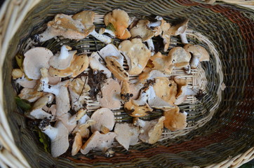 Panier Champignons automne