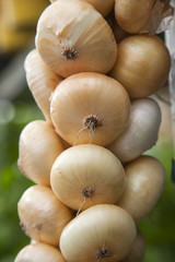 Onions organic farming